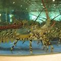 18 live lobster